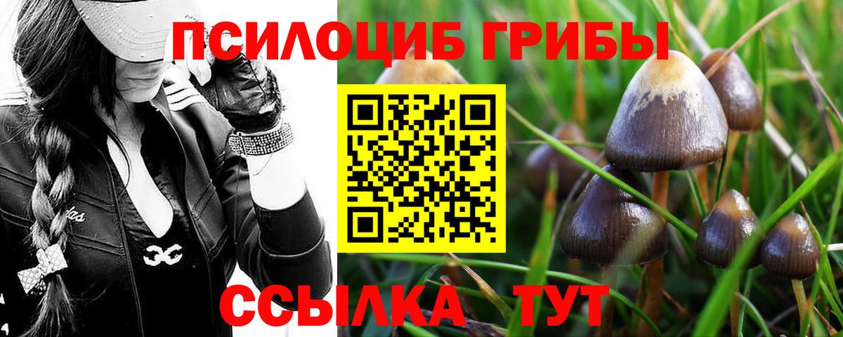 Галлюциногенные грибы Psilocybe  Курск 