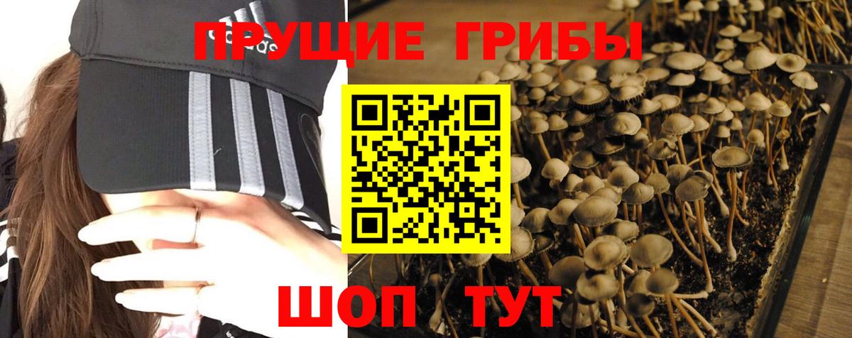 Галлюциногенные грибы Cubensis Курск